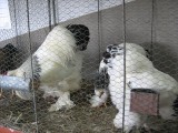 IMG_4505.JPG