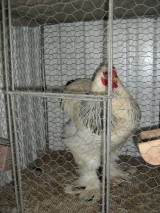 IMG_4517.JPG
